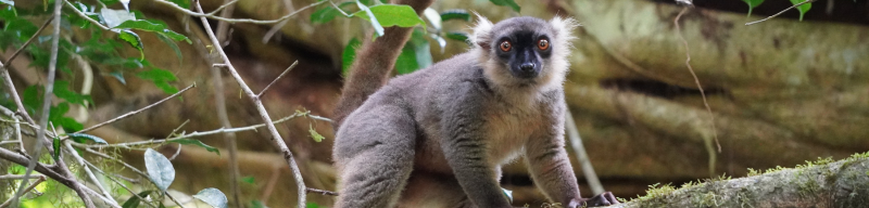 800x192 - CFA Boletín (2)