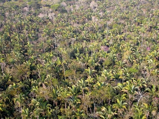 Bosque-de-Cusi.jpg-_1_