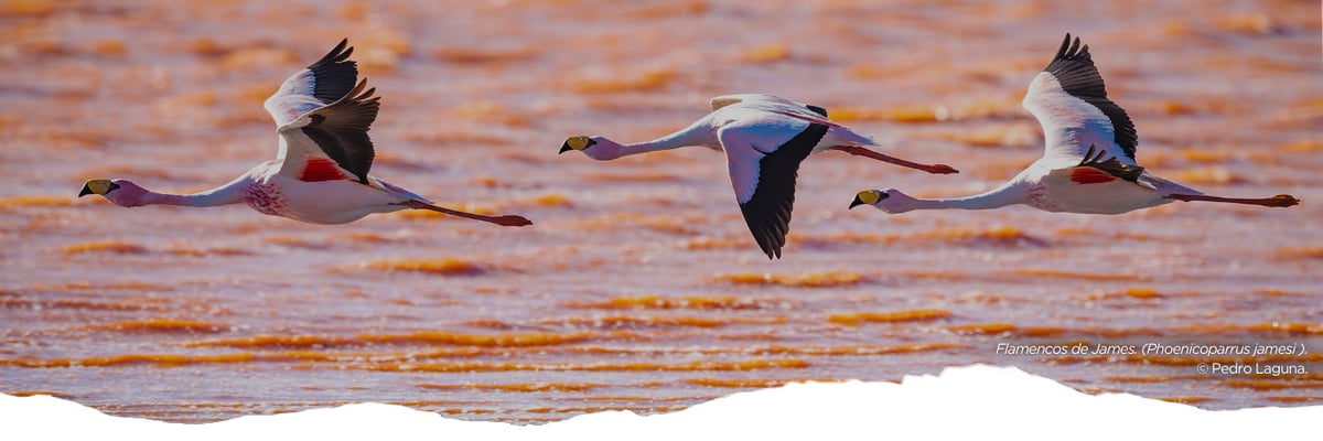 CSF COP Newsletter  (1)