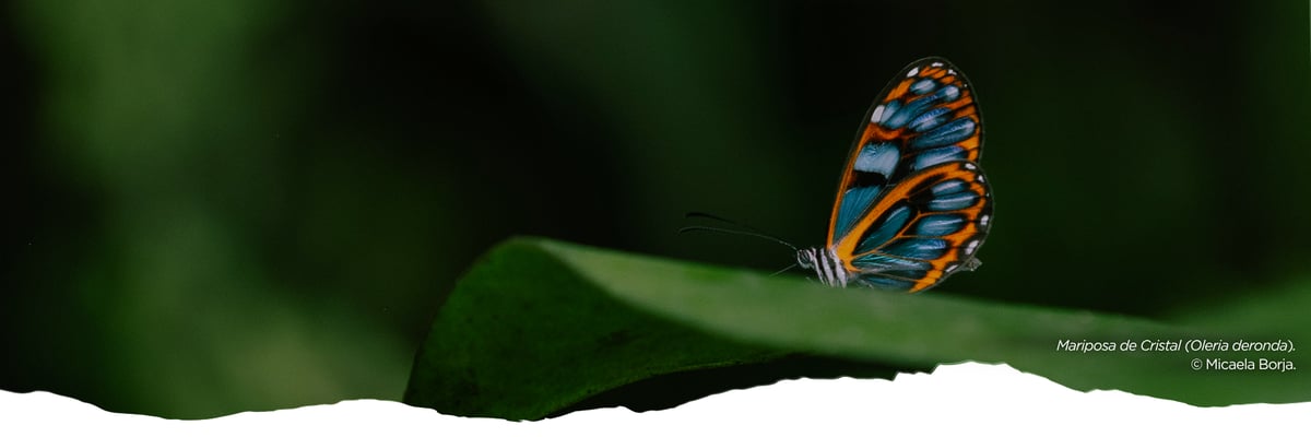 CSF COP Newsletter  (5)