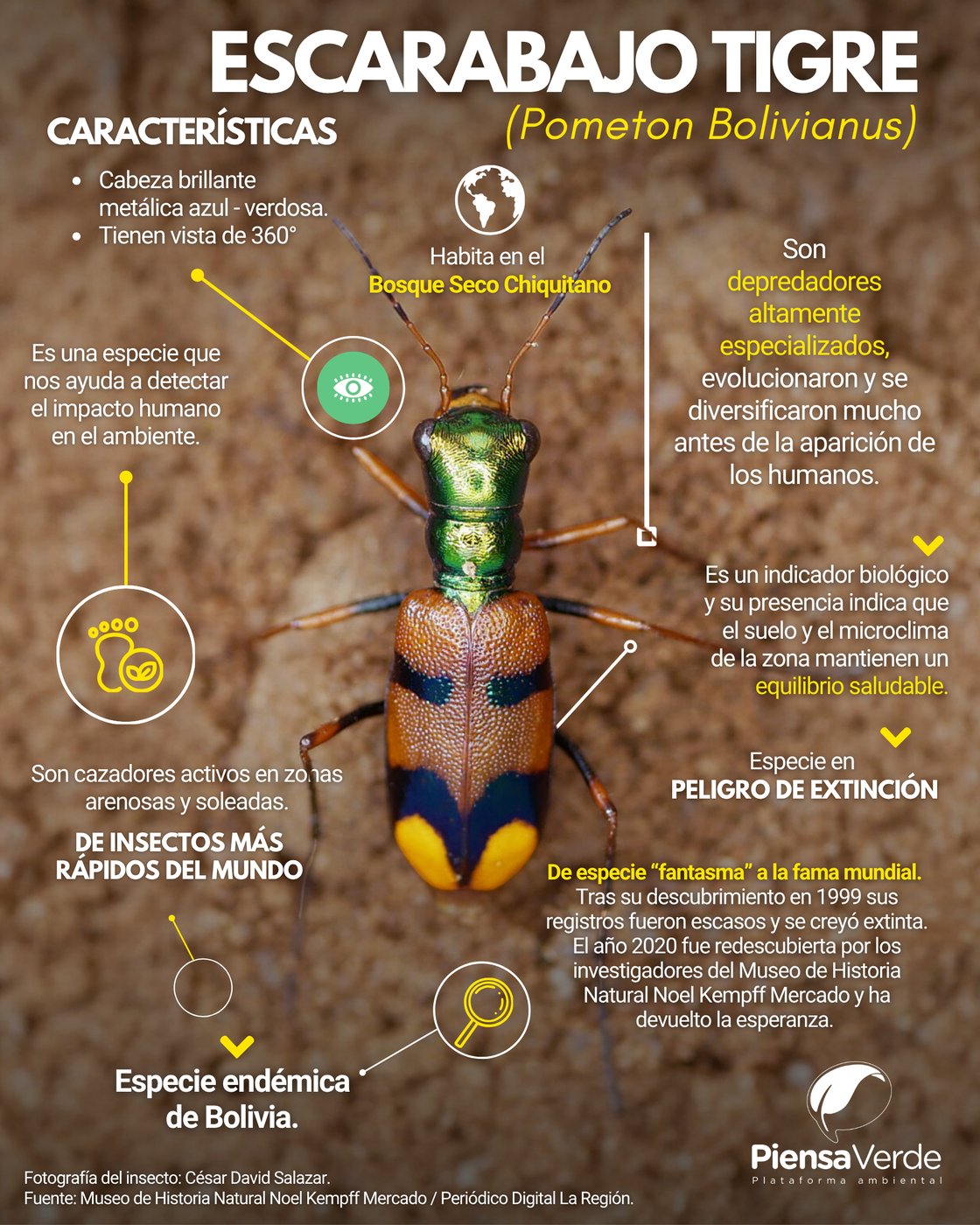 Infografías animalitos (6)